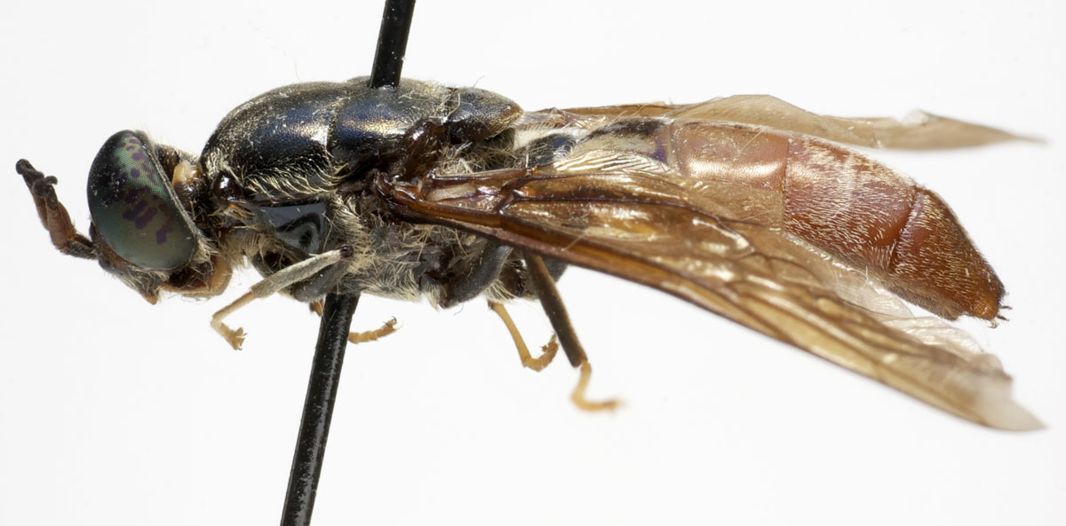 Diptera.info - Discussion Forum: Hermetia sp., Stratiomyidae from Cameroon