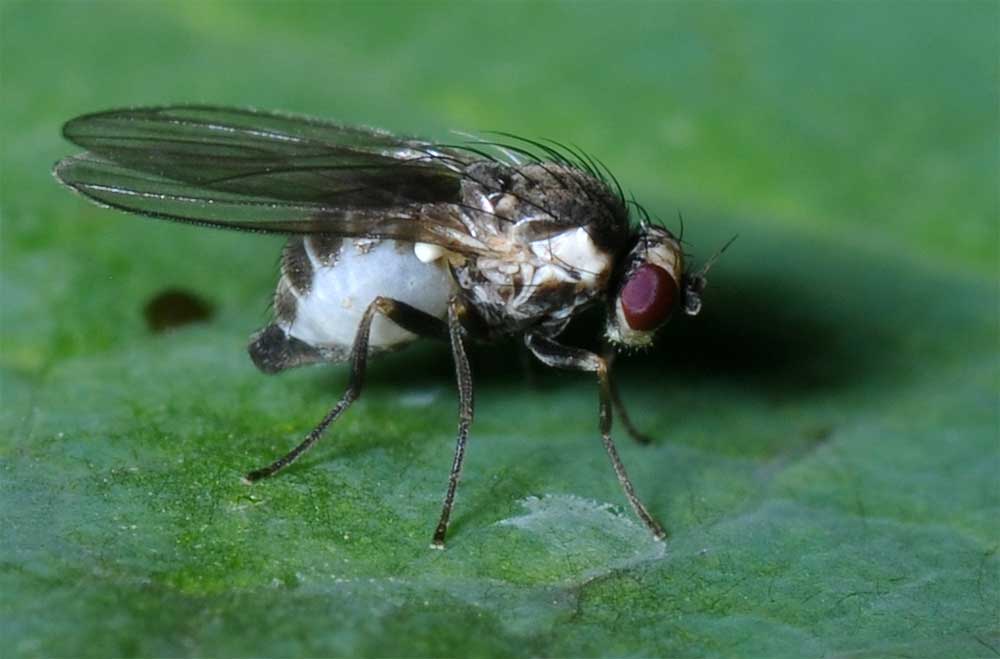 diptera-info-discussion-forum-phytomyza-to-id