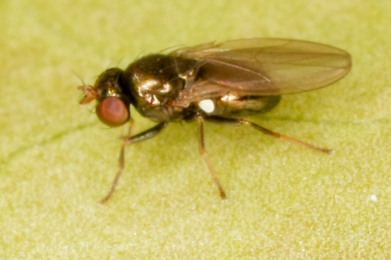 Diptera.info - Discussion Forum: Psilopa