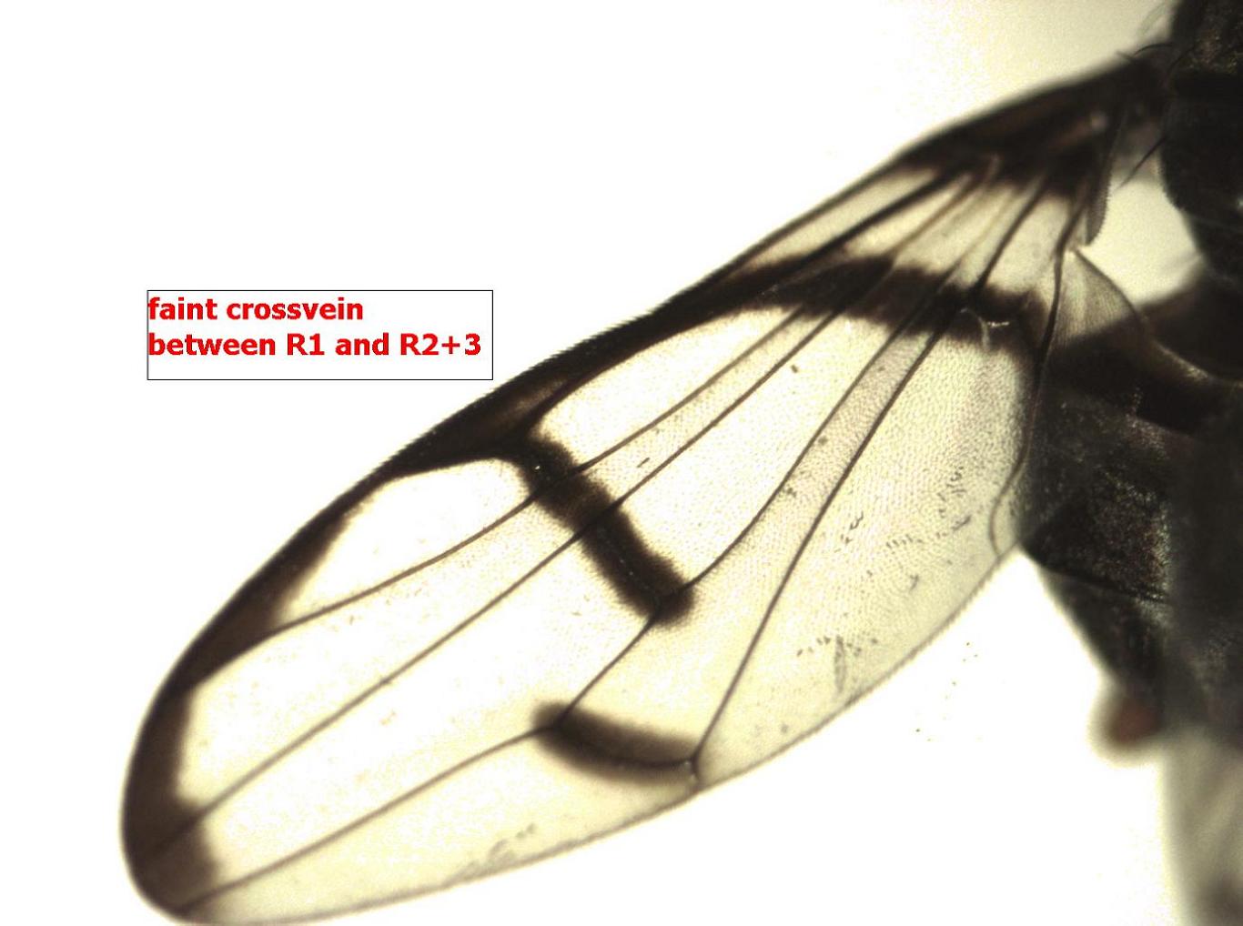 Diptera.info Discussion Forum Neomyennis sp.? (Ulidiidae