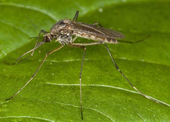 Diptera.info - Discussion Forum: Mosquito