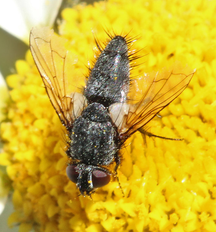 diptera-info-discussion-forum-odd-tachinidae-c-spain-zeuxia-sp