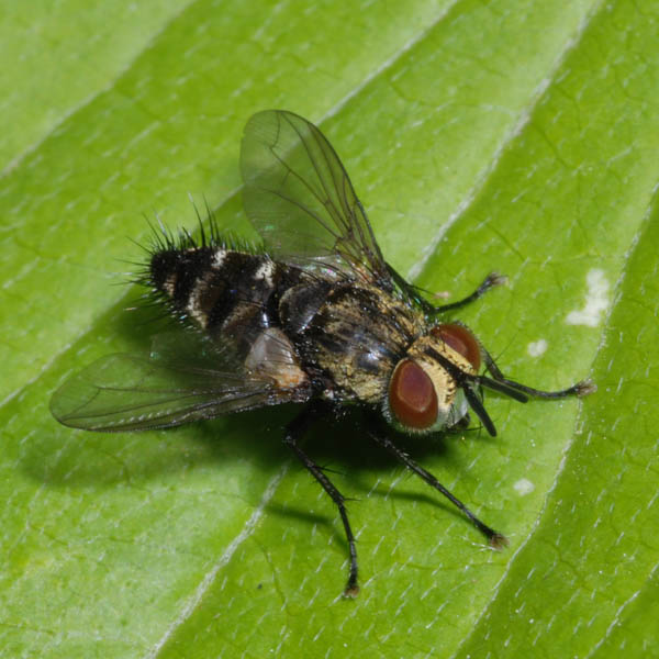 Diptera.info - Discussion Forum: Phorinia aurifrons cf, Tachinidae, May ...