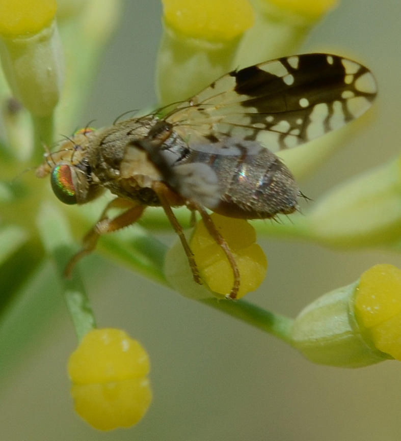 Diptera info Discussion Forum Tephritidae Tephritis Divisa