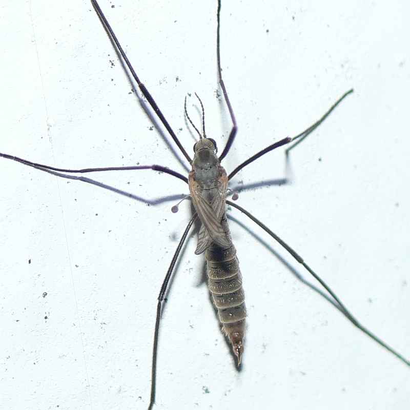 Diptera.info - Discussion Forum: Brachypterous Tipulid