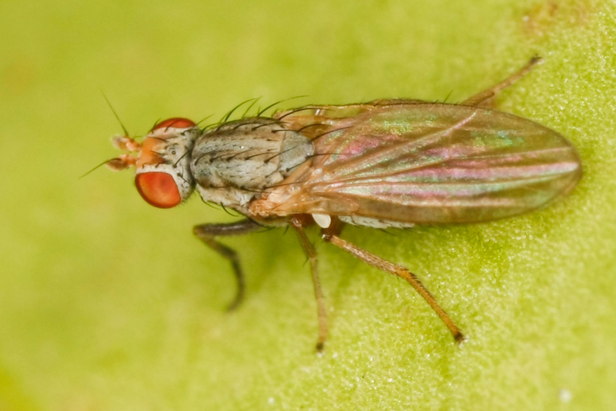 Diptera.info - Discussion Forum: Trixoscelis sp.