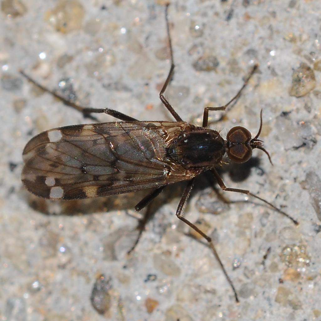 Anisopodidae: Sylvicola (Sylvicola) alternatus (male) (1)