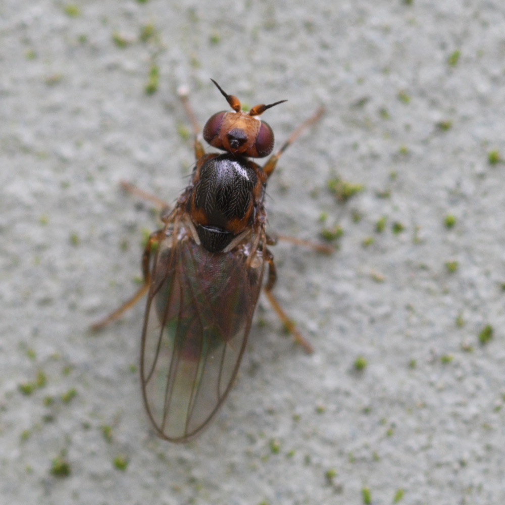 Chloropidae: Gampsocera numerata (female) (2)