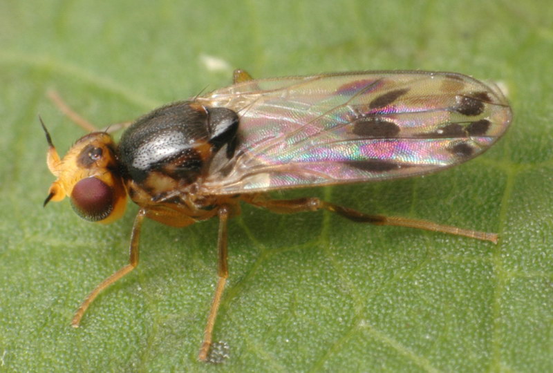 Chloropidae: Gampsocera numerata (male) (1)