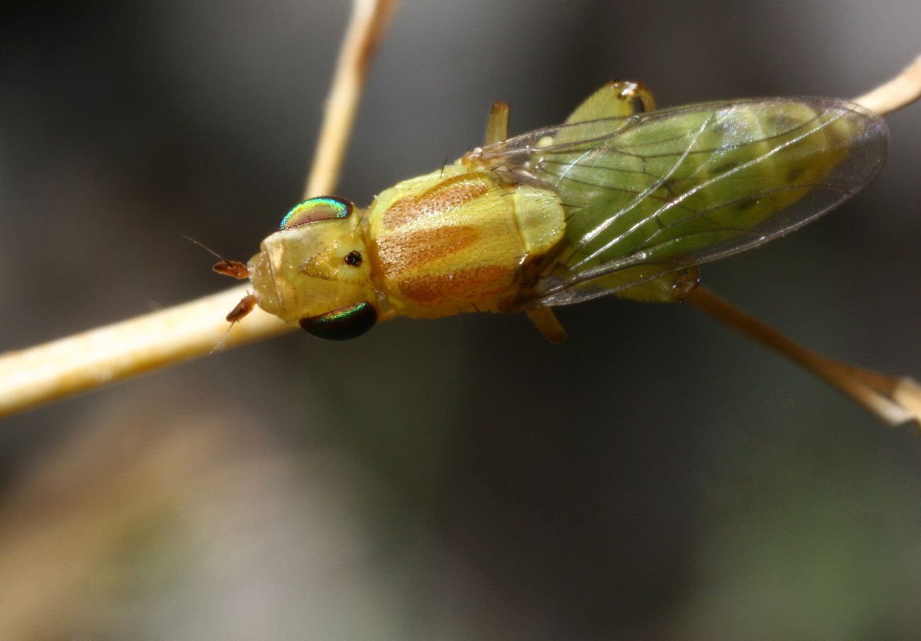 Chloropidae: Meromyza femorata (female) (4)