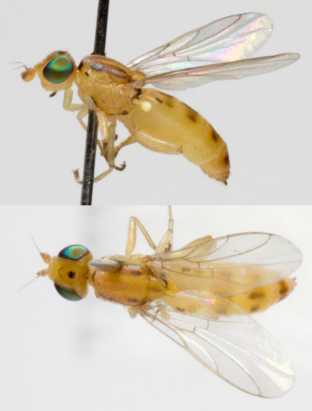 Chloropidae: Meromyza sp. (female) (2)