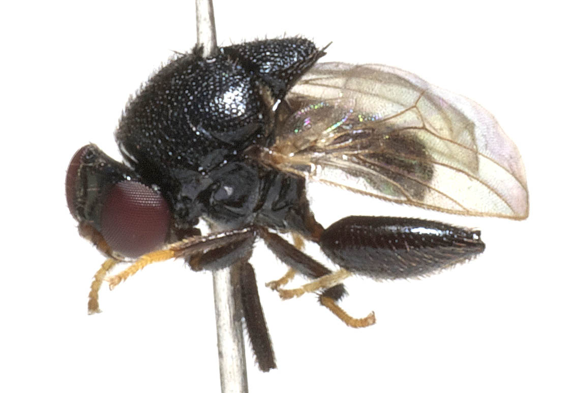 Chloropidae: Rhodesiella magna (1)