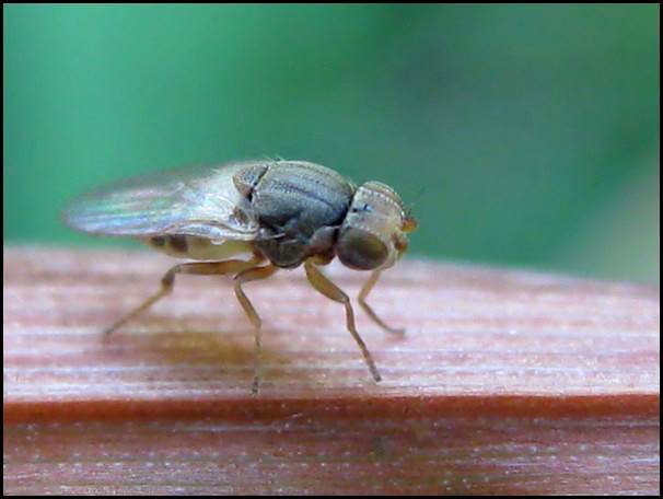 Chloropidae: Tricimba sp. (female) (2)