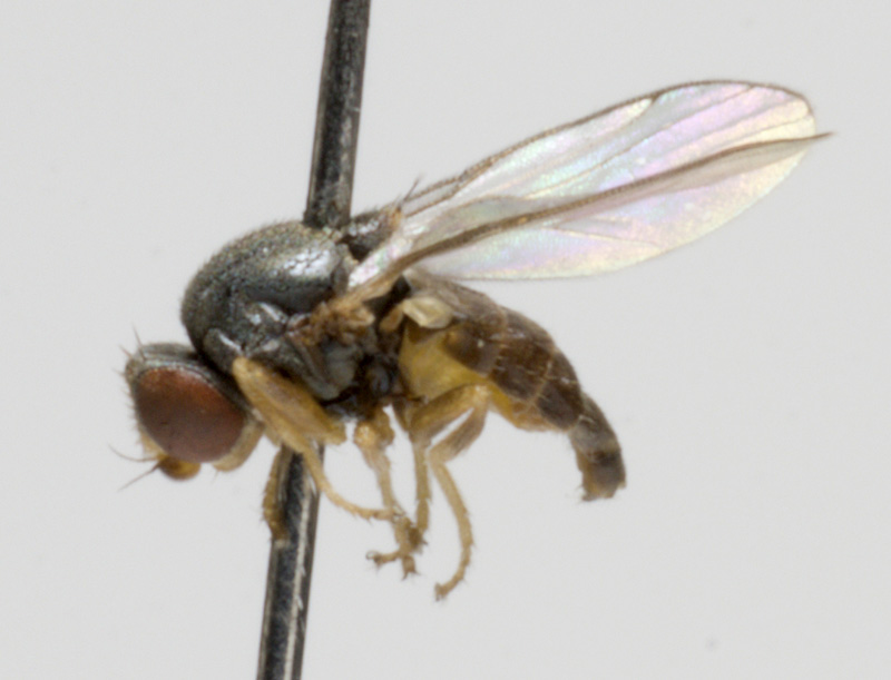 Chloropidae: Tricimba cincta (female) (1)