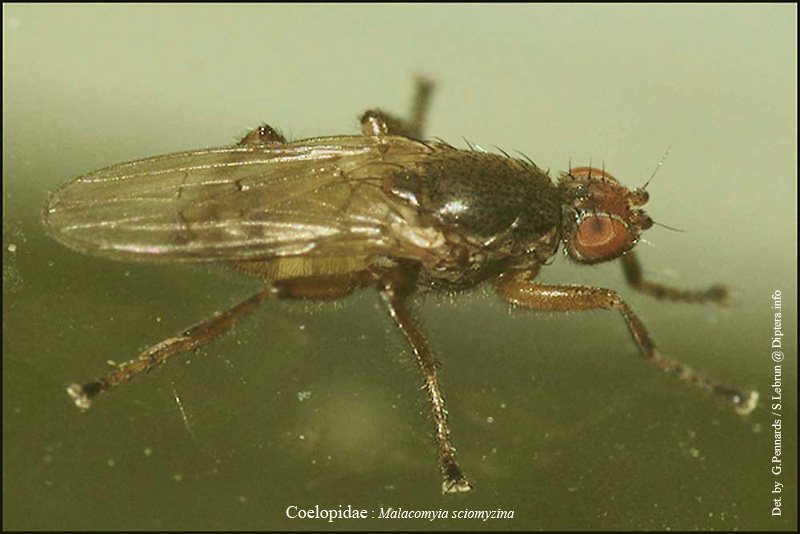 Coelopidae: Malacomyia sciomyzina (male) (1)