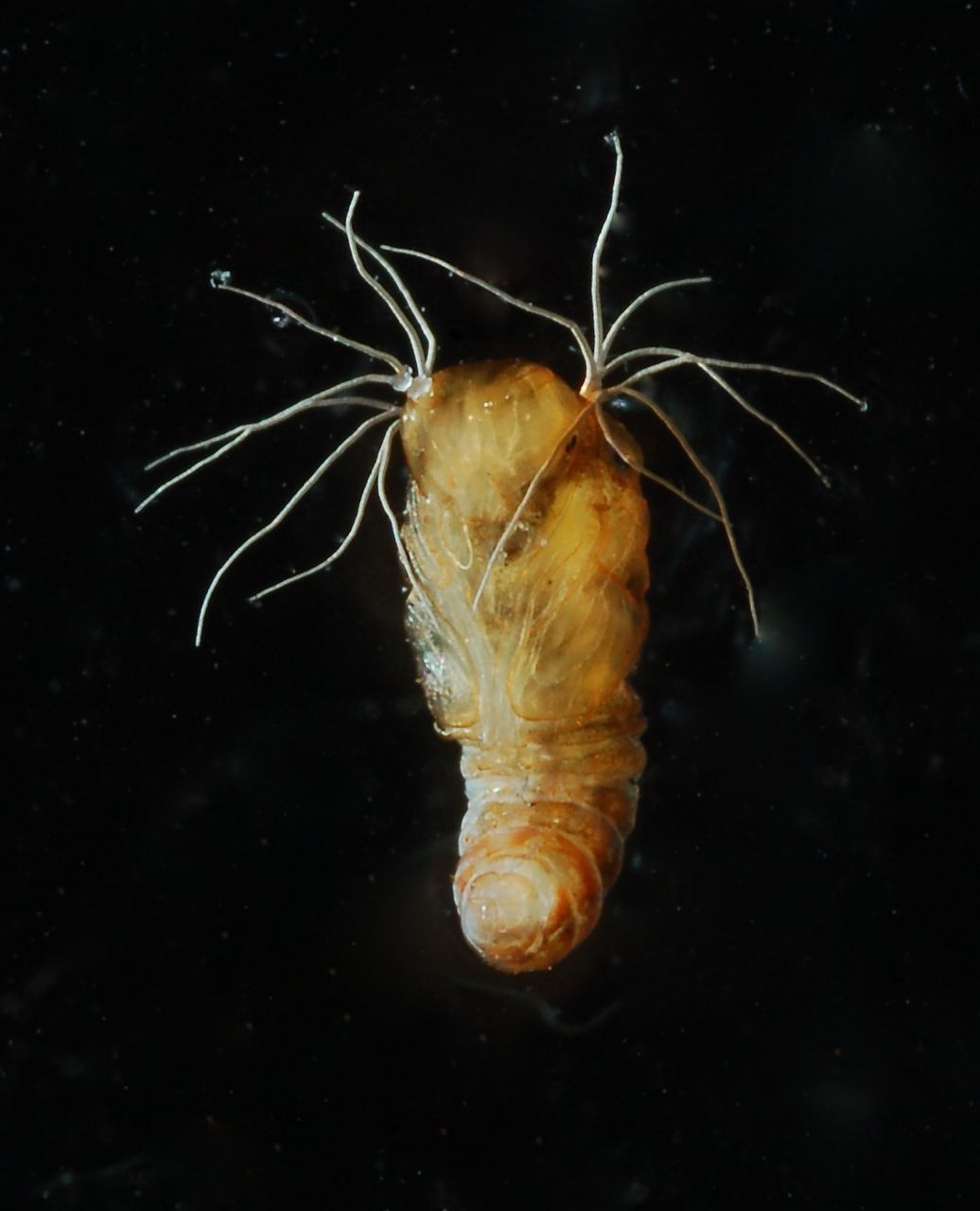 Simuliidae: Simuliidae sp. (pupa) (1)