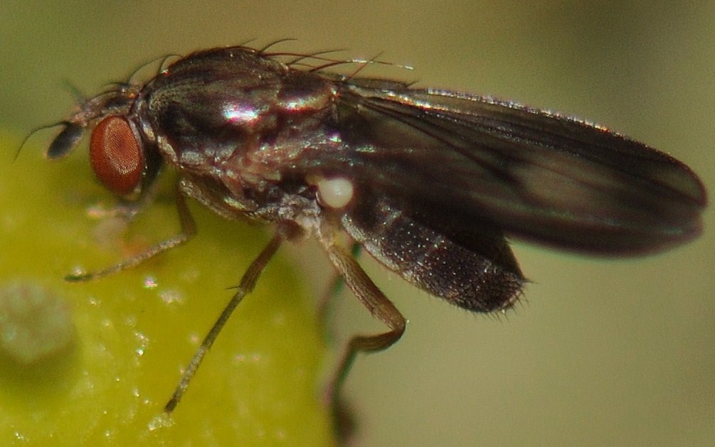 Campichoetidae: Campichoeta obscuripennis (male) (2)