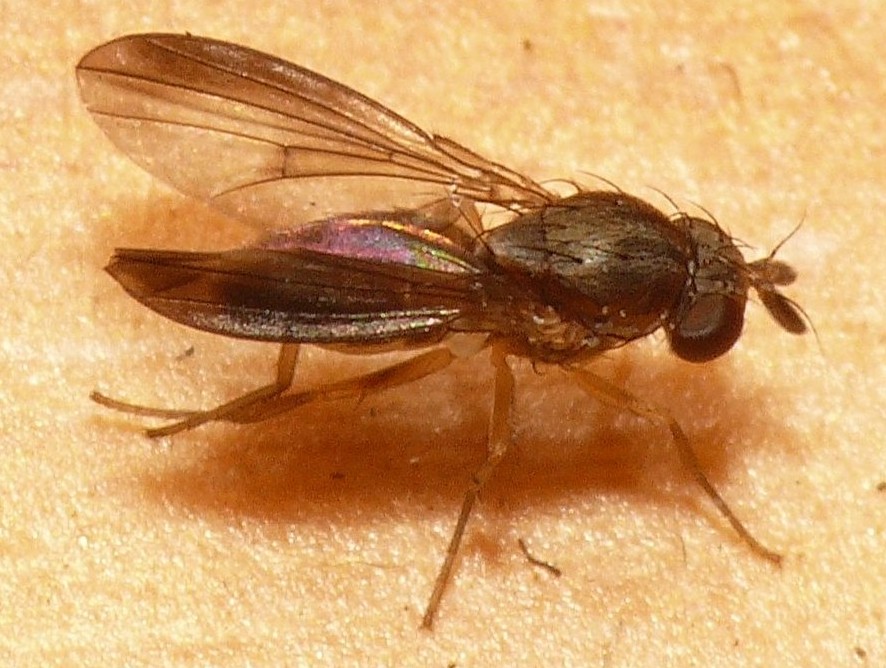 Campichoetidae: Campichoeta obscuripennis (male) (1)