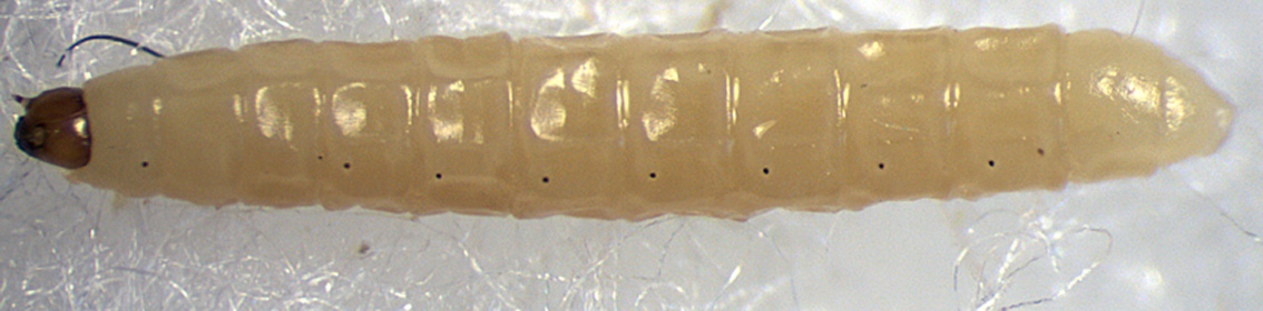 Bolitophilidae: Bolitophila nigrolineata (larva) (1)