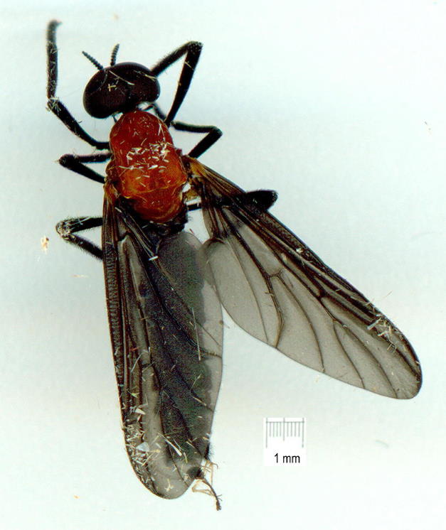 Pleciidae: Plecia amplipennis (male) (1)