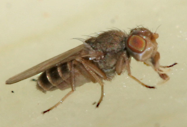 Canacidae (incl. former Tethinidae): Tethina sp. (1)