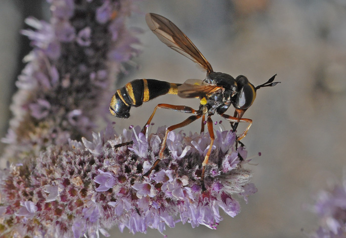 Conopidae: Physocephala laticincta (1)