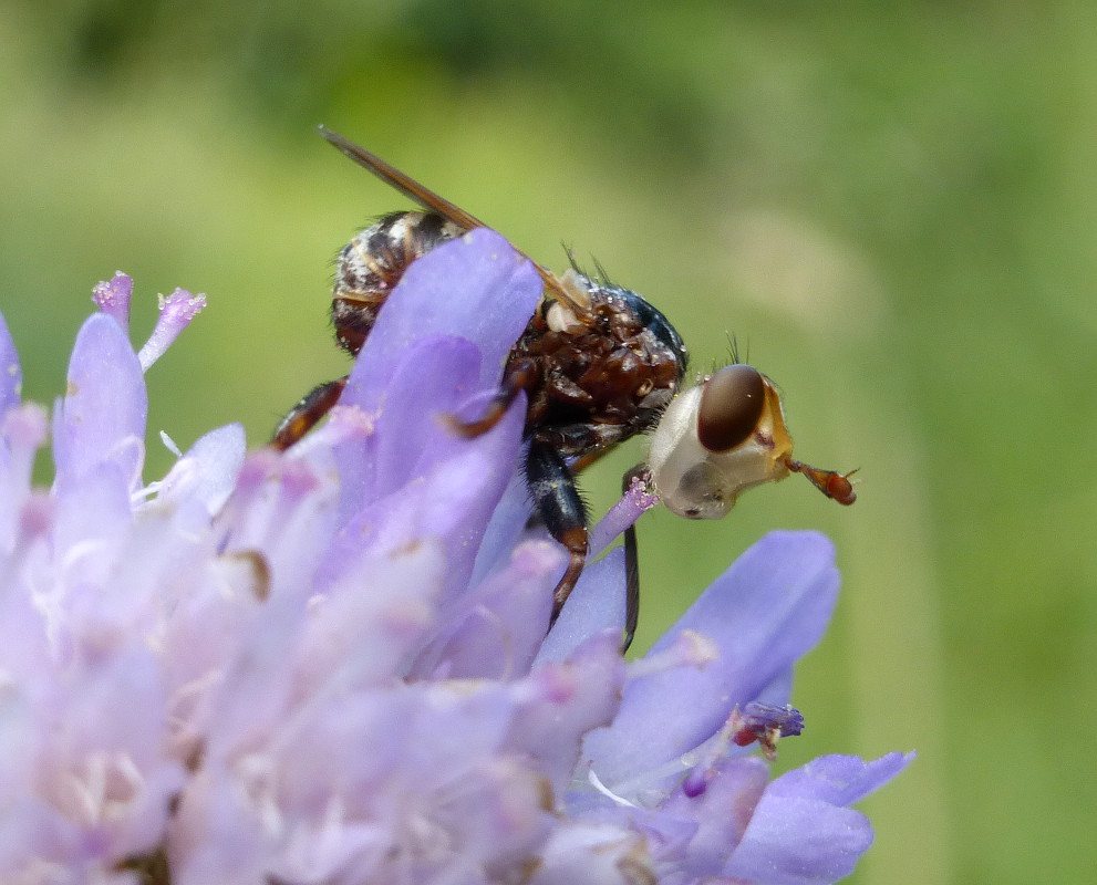 Conopidae: Myopa variegata (2)