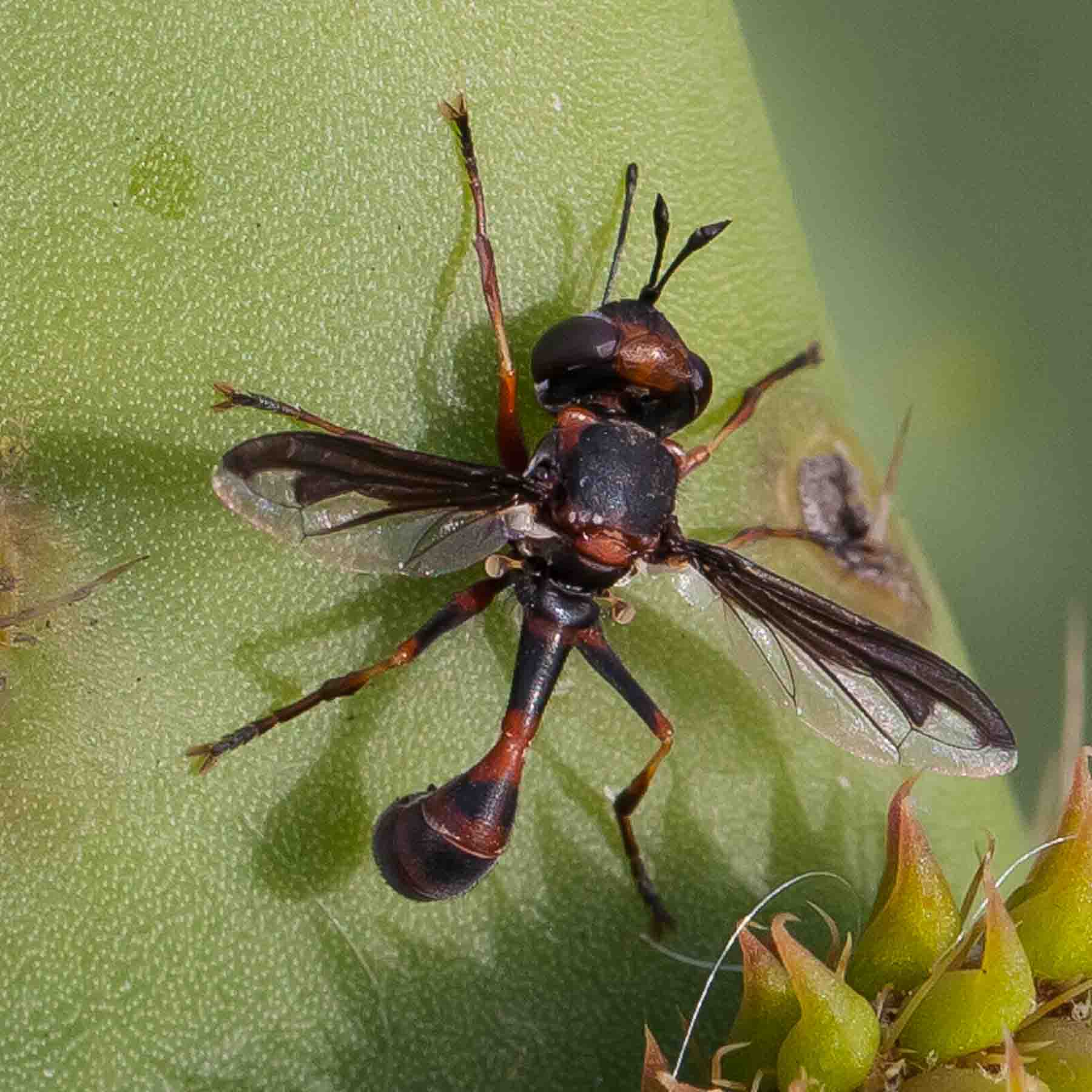 Conopidae: Physocephala biguttata (male) (1)