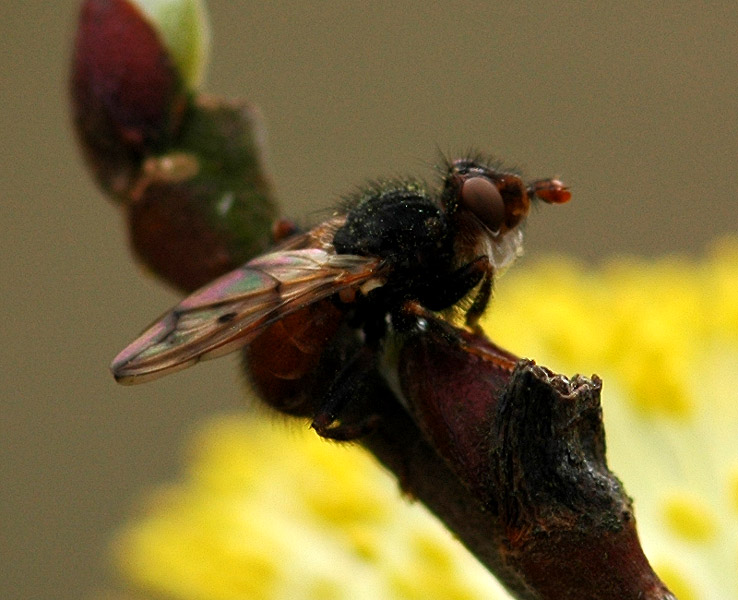Conopidae: Myopa testacea (2)