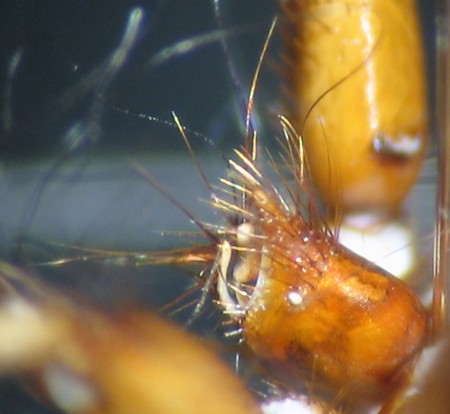 Nycteribiidae: Penicillidia monoceros (female) (3)