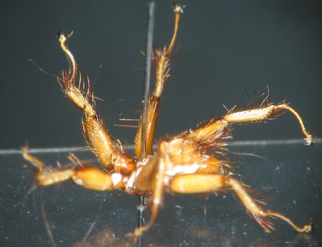 Nycteribiidae: Penicillidia monoceros (male) (1)