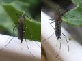 20180912_131608_aedes_21808_f_t1.jpg