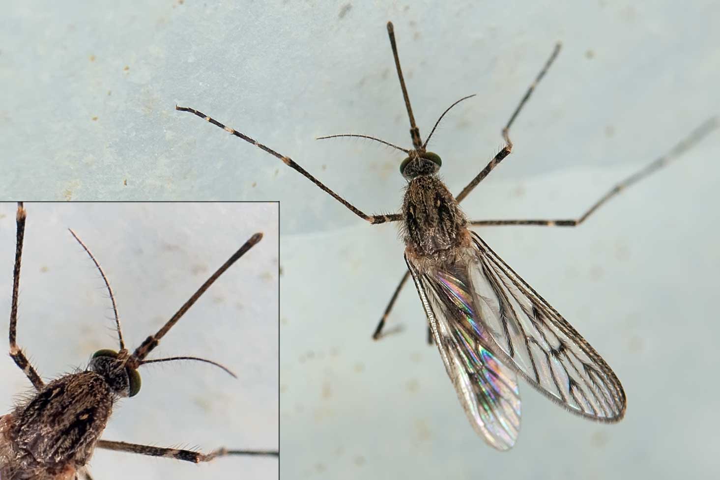 Culicidae: Culiseta annulata (female) (4)
