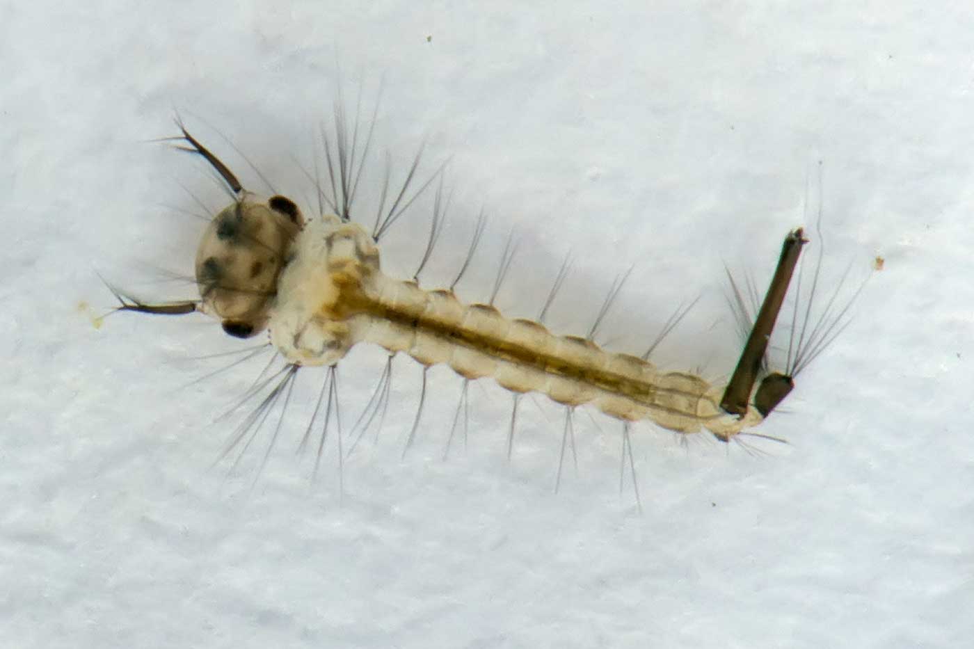 Culicidae: Culex pipiens (larva) (3)