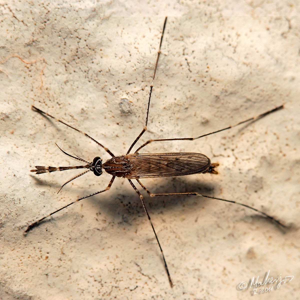 Culicidae: Culiseta longiareolata (male) (2)