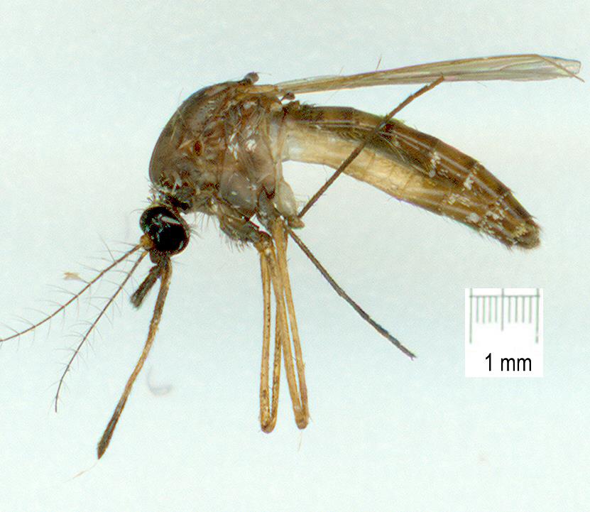 Culicidae: Lutzia halifaxii (female) (1)