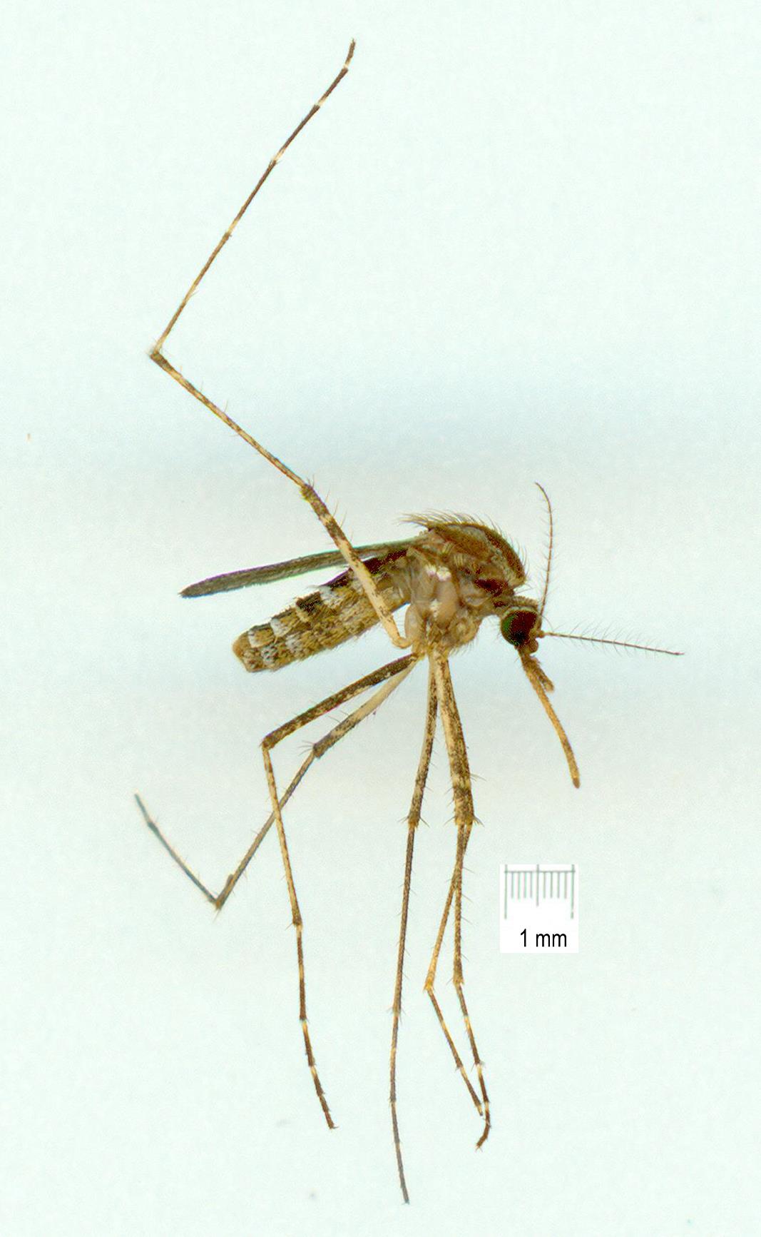Culicidae: Mansonia uniformis (female) (1)