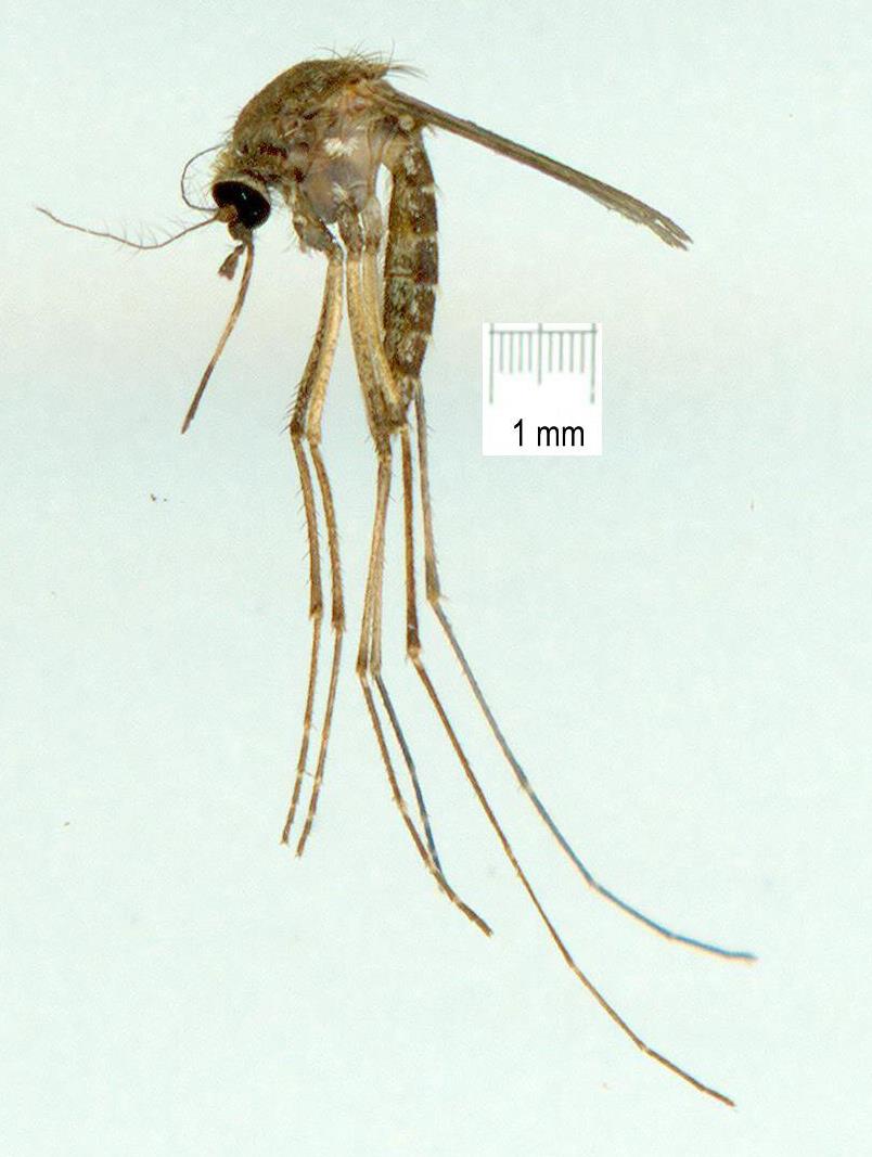 Culicidae: Culex annulirostris (female) (2)