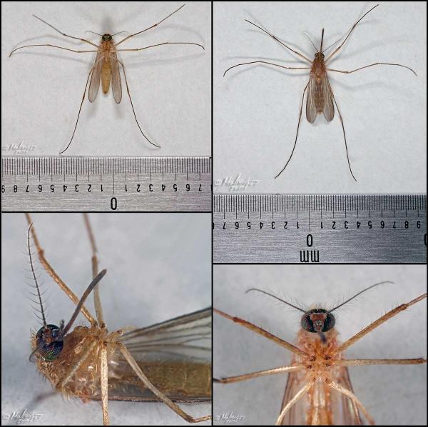 mosquito-rweb_1200-fd.jpg