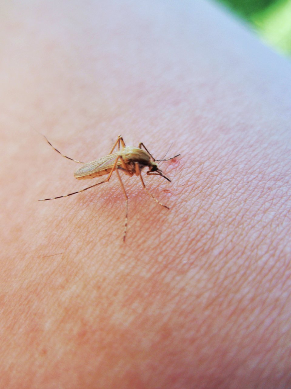 Culicidae: Aedes (Ochlerotatus) caspius (female) (1)