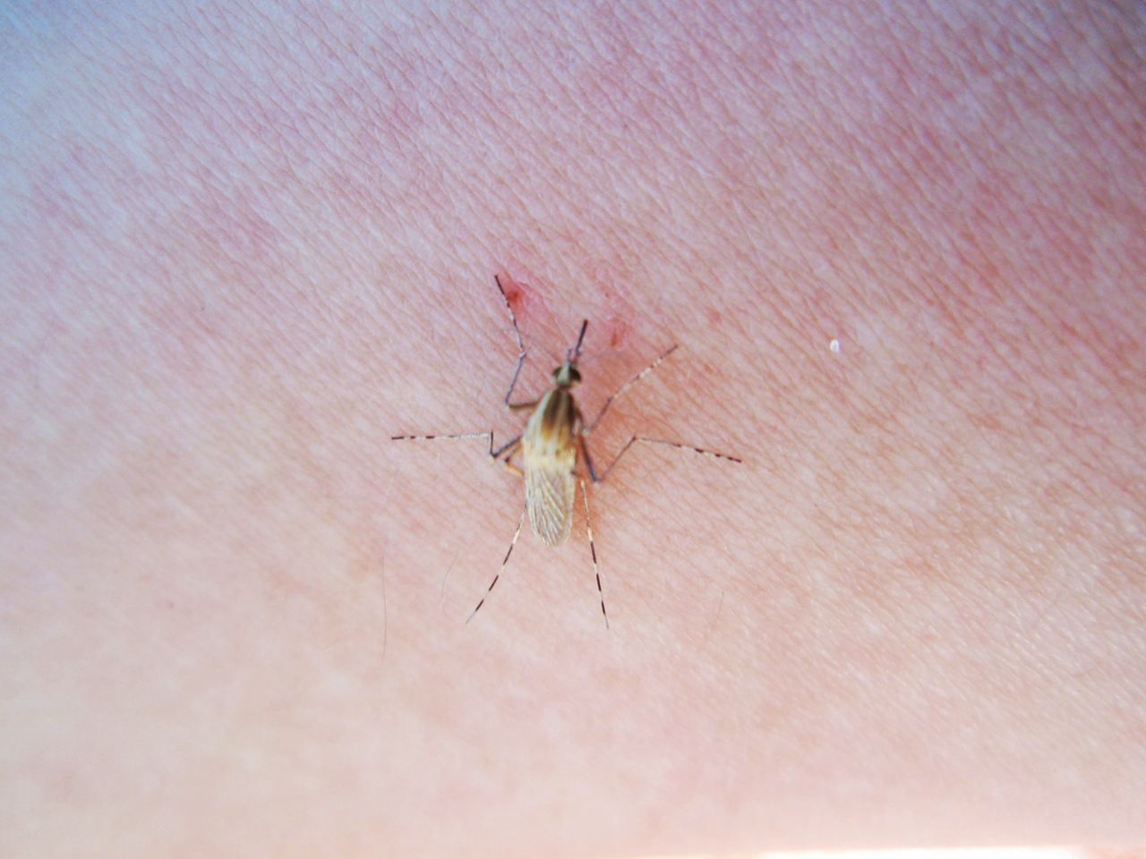 Culicidae: Aedes (Ochlerotatus) caspius (female) (2)