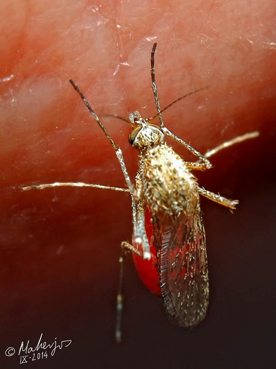 Culicidae: Aedes (Ochlerotatus) caspius (female) (6)