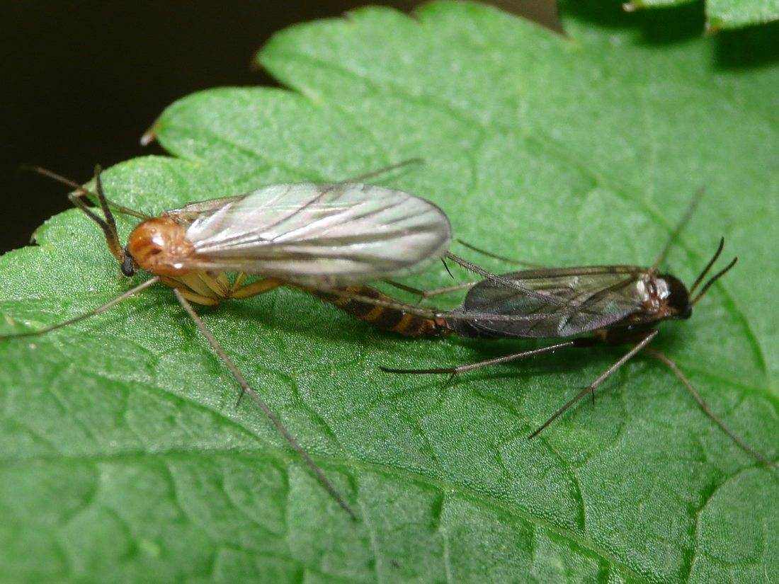 Ditomyiidae: Symmerus sp. (copula) (1)