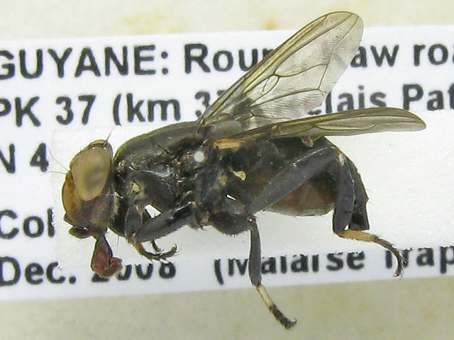 Ropalomeridae: Willistoniella sp. (female) (1)