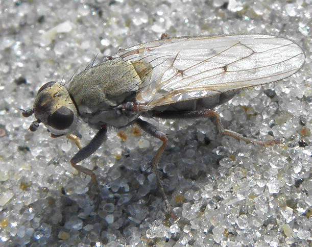 Helcomyzidae: Helcomyza ustulata (2)
