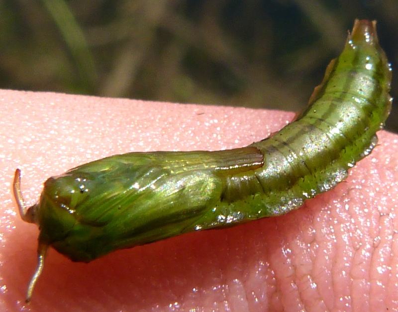 Cylindrotomidae: Phalacrocera replicata (pupa) (1)