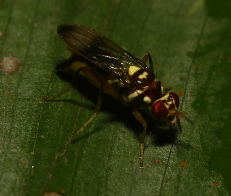 Richardiidae: Poecilomyia longicornis (female) (2)