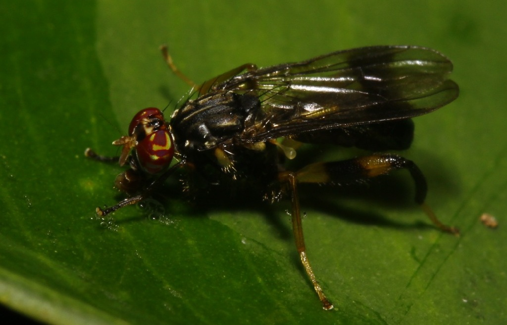 Richardiidae: Richardia sp. (male) (3)