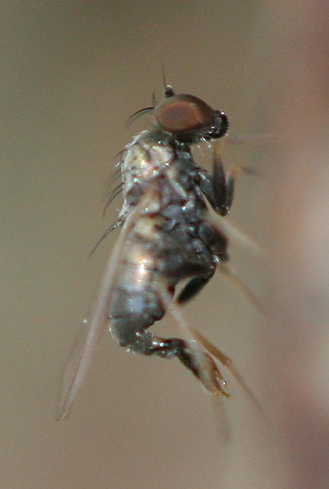 Dolichopodidae (inc. former Microphoridae): Medetera pallipes (male) (1)