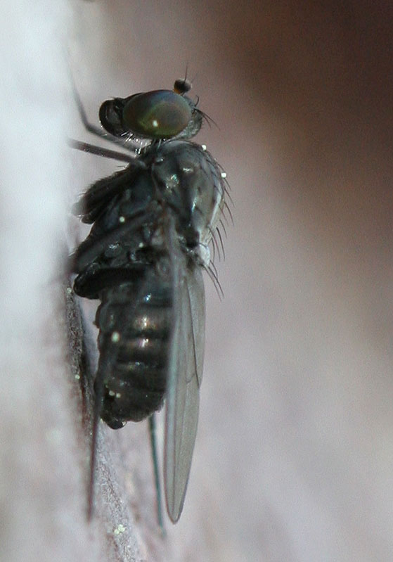 Dolichopodidae (inc. former Microphoridae): Medetera setiventris (male) (1)